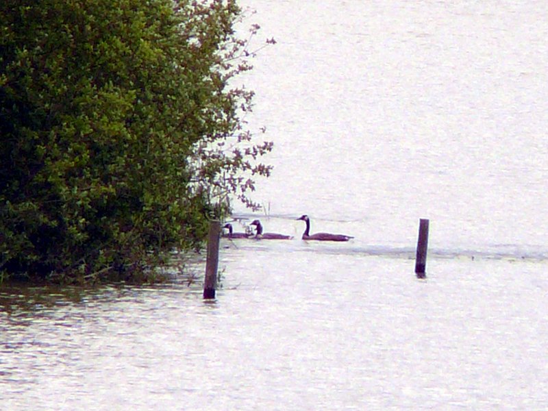 Famille Bernache du Canada